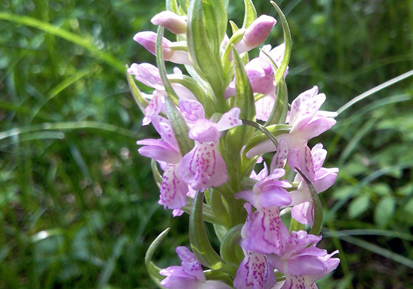  м'ясо-червоний (Dactylorhiza incarnata)